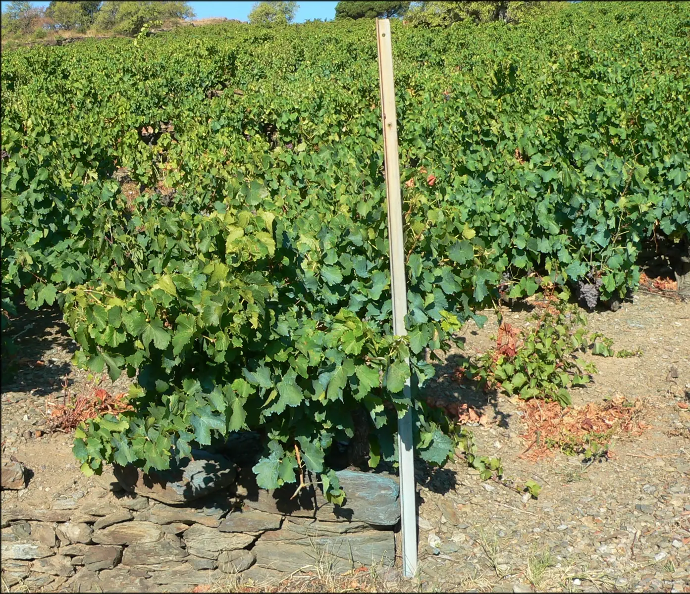 Historical vineyards and local terroirs
